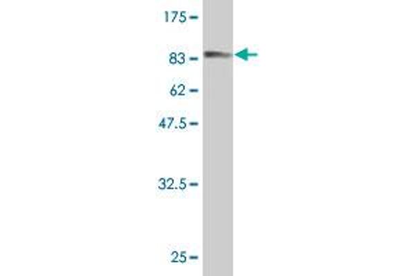 FAM65B antibody  (AA 1-591)