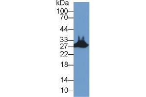 Western Blot; Sample: Mouse Skeletal muscle lysate; Primary Ab: 2µg/ml Rabbit Anti-Human STC2 Antibody Second Ab: 0.
