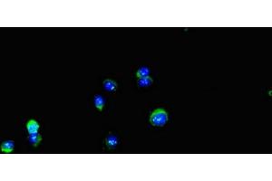 Immunofluorescent analysis of Hela cells using ABIN7150136 at dilution of 1:100 and Alexa Fluor 488-congugated AffiniPure Goat Anti-Rabbit IgG(H+L) (DDIT4L antibody  (AA 1-163))
