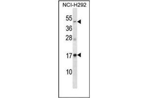 Western blot analysis of RAMP3 Antibody  in NCI-H292 cell line lysates (35ug/lane). (RAMP3 antibody  (C-Term))