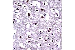 EEF1A1 Antibody (C-term) ((ABIN390521 and ABIN2840873))immunohistochemistry analysis in formalin fixed and paraffin embedded human brain tissue followed by peroxidase conjugation of the secondary antibody and DAB staining.