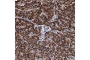 Immunohistochemical staining of human pancreas with CDH9 polyclonal antibody  shows strong cytoplasmic positivity in exocrine glandular cells at 1:50-1:200 dilution.