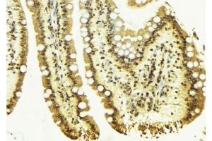 ABIN6276686 at 1/100 staining Mouse colon tissue by IHC-P. (Clusterin antibody  (Internal Region))