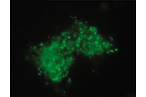 Wdpks1Δ-1 yeast cells treated with enzymes, denaturant, and hot acid were stained with anti-melanin followed by Goat Anti-Mouse IgM, Human ads-FITC (Goat anti-Mouse IgM (Heavy Chain) Antibody (FITC))