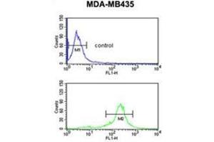 C19orf26 Antibody (Center) flow cytometric analysis of MDA-MB435 cells (bottom histogram) compared to a negative control cell (top histogram). (C19orf26 antibody  (Middle Region))