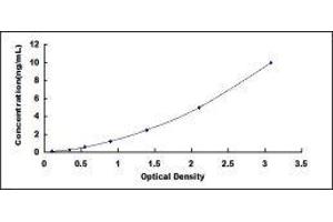 Cytochrome B-245, beta Polypeptide (CYBB) ELISA Kit