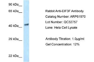 Western Blotting (WB) image for anti-Eukaryotic Translation Initiation Factor 3 Subunit F (EIF3F) (N-Term) antibody (ABIN786527) (EIF3F antibody  (N-Term))