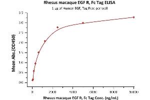 Immobilized Human EGF, Tag Free  at 10 μg/mL (100 μL/well) can bind Rhesus macaque EGF R, Fc Tag (ABIN2870846,ABIN2870847) with a linear range of 39-625 μg/mL (QC tested).
