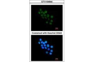 FOXB1 antibody  (AA 313-325)