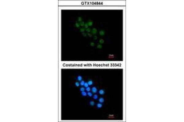 FOXB1 antibody  (AA 313-325)