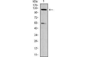 Western blot analysis using phospho-NLRC4(Ser-533) rat mAb against NIH/3T3 (1) cell lysate.