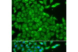 Immunofluorescence analysis of A549 cells using CSNK1G2 Polyclonal Antibody (Casein Kinase 1 gamma 2 antibody)