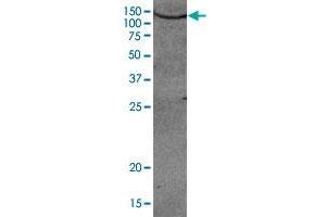 Western blot was performed using AOF2 polyclonal antibody  diluted 1 : 1,000 in TBS-Tween containing 5% skimmed milk.