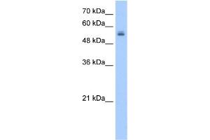 WB Suggested Anti-UGT3A2 Antibody Titration:  2.