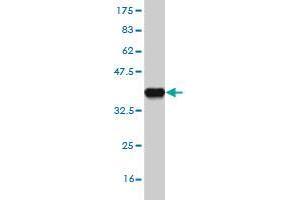 FBXL13 antibody  (AA 636-734)