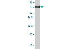 Western Blot detection against Immunogen (87. (ZNF394 antibody  (AA 1-561))
