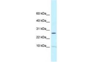 Image no. 1 for anti-Ribosomal Protein L39 (RPL39) (C-Term) antibody (ABIN6747647) (RPL39 antibody  (C-Term))