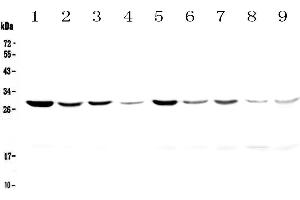 Western blot analysis of 14-3-3 zeta/delta using anti-14-3-3 zeta/delta antibody .