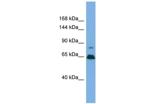 ZNF676 antibody  (Middle Region)