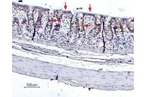 Expression of Bestrophin-2 in rat colon - Immunohistochemical staining of rat colon paraffin embedded sections using Anti-Bestrophin-2 (extracellular) Antibody (ABIN7042965 and ABIN7043936), (1:100), (brown). (Bestrophin 2 antibody  (3rd Extracellular Loop))