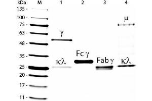 SDS-PAGE of Goat IgG F(c) Fragment Rhodamine Conjugated . (Goat IgG isotype control (Rhodamine))