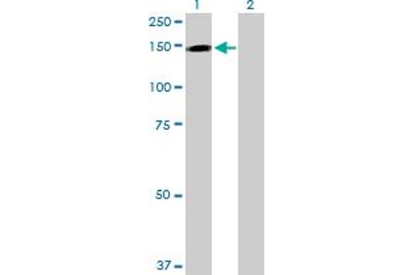 TRAPPC10 antibody  (AA 1-1259)