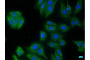 Immunofluorescence staining of HepG2 cells with ABIN7149408 at 1:50, counter-stained with DAPI.