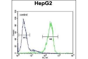 LMF2 Antibody (C-term) (ABIN654854 and ABIN2844517) flow cytometric analysis of HepG2 cells (right histogram) compared to a negative control cell (left histogram). (LMF2 antibody  (C-Term))