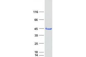 Validation with Western Blot (SMS Protein (Myc-DYKDDDDK Tag))