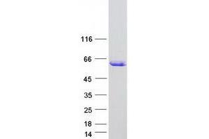 ARID3C Protein (Myc-DYKDDDDK Tag)