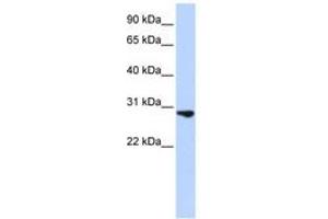 Image no. 1 for anti-Fibroblast Growth Factor 2 (Basic) (FGF2) (C-Term) antibody (ABIN6743086) (FGF2 antibody  (C-Term))
