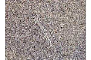 Immunostaining (ISt) image for anti-Guanine Nucleotide Binding Protein (G Protein), alpha Inhibiting Activity Polypeptide 1 (GNAI1) (AA 1-354) antibody (ABIN561068)
