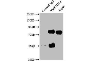 Immunoprecipitating TMEM214 in HepG2 whole cell lysate Lane 1: Rabbit control IgG instead of ABIN7173147 in HepG2 whole cell lysate. (TMEM214 antibody  (AA 2-236))