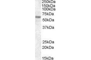 Western Blotting (WB) image for Transcription Factor E3 (TFE3) peptide (ABIN370451) (Transcription Factor E3 (TFE3) Peptide)