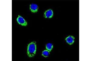 Confocal immunofluorescent analysis of BRAF antibody with HeLa cells followed by Alexa Fluor 488-conjugated goat anti-rabbit lgG (green). (BRAF antibody  (AA 424-453))