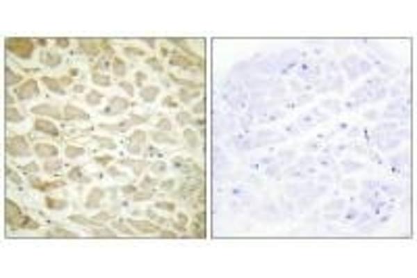 COL14A1 antibody