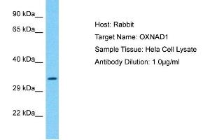 Host: Rabbit Target Name: OXNAD1 Sample Type: Hela Whole Cell lysates Antibody Dilution: 1.