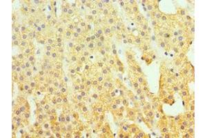 Immunohistochemistry of paraffin-embedded human adrenal gland tissue using ABIN7155529 at dilution of 1:100 (SUV39H2 antibody  (AA 201-410))