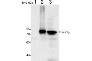 Image no. 2 for anti-Coatomer subunit gamma (SEC21) antibody (ABIN249385) (SEC21 antibody)