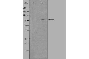 Western blot analysis of extracts from HepG2 cells using NEK5 antibody. (NEK5 antibody  (Internal Region))