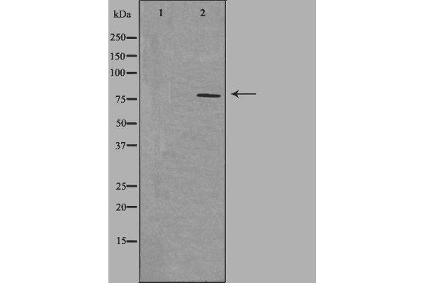 NEK5 antibody  (Internal Region)