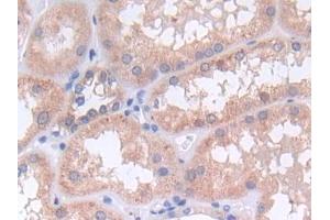 IHC-P analysis of Human Kidney Tissue, with DAB staining. (SHP1 antibody  (AA 244-515))