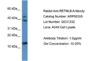 Western Blotting (WB) image for anti-Resistin Like beta (RETNLB) (N-Term) antibody (ABIN2788419) (RETNLB antibody  (N-Term))