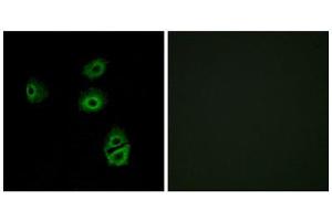 Immunofluorescence (IF) image for anti-Olfactory Receptor 2B2 (OR2B2) (Internal Region) antibody (ABIN1853204) (OR2B2 antibody  (Internal Region))