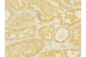 Immunohistochemistry of paraffin-embedded human kidney tissue using ABIN7143004 at dilution of 1:100 (ASIC3 antibody  (AA 62-320))