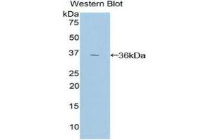 Western Blotting (WB) image for anti-Hypoxia Inducible Factor 1, alpha Subunit (Basic Helix-Loop-Helix Transcription Factor) (HIF1A) (AA 218-506) antibody (ABIN1859155)