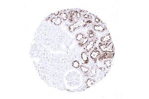 Kidney cortex (Recombinant Villin 1 antibody  (AA 600-700))