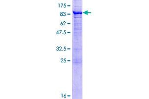 NDOR1 Protein (AA 1-597) (GST tag)