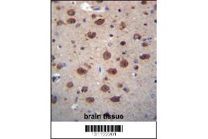 PNKD Antibody immunohistochemistry analysis in formalin fixed and paraffin embedded human brain tissue followed by peroxidase conjugation of the secondary antibody and DAB staining.