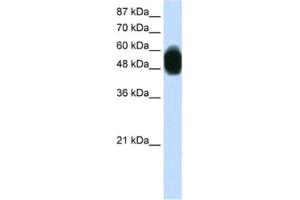 Western Blotting (WB) image for anti-Zinc Finger Protein 296 (ZNF296) antibody (ABIN2460250) (Zinc Finger Protein 296 (ZNF296) antibody)